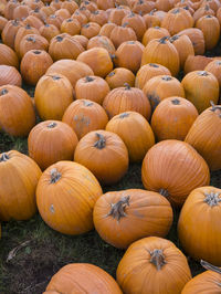 Full frame shot of pumpkins