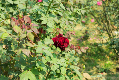 Close-up of red rose on plant