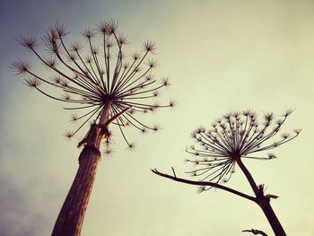 Low angle view of wilted plant against sky
