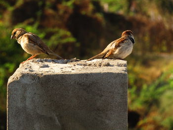 Close-up of bird perching