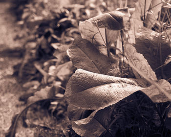 Close-up of autumn leaf