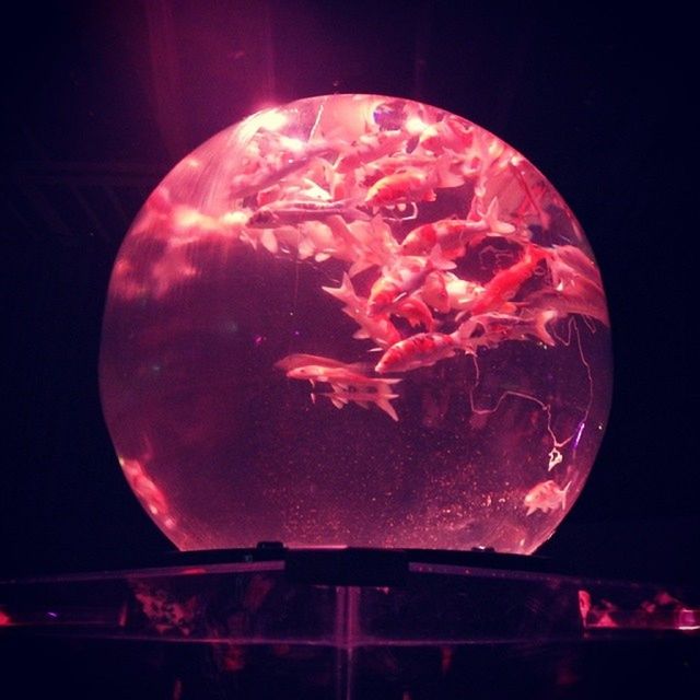 red, close-up, transparent, glass - material, indoors, water, night, circle, drop, pink color, reflection, food and drink, no people, freshness, sky, glass, shape, sphere, wet