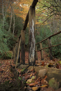 Sunlight falling on autumn leaves in forest
