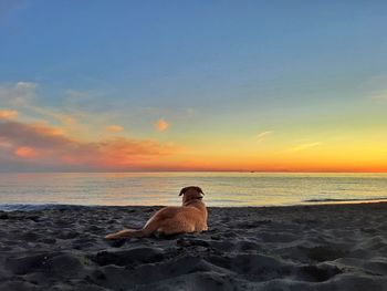 Dog sitting on beach during sunset