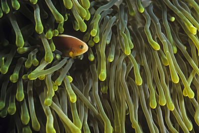 A skunk anemonefish (amphiprion akallopisos) in a host anemone.