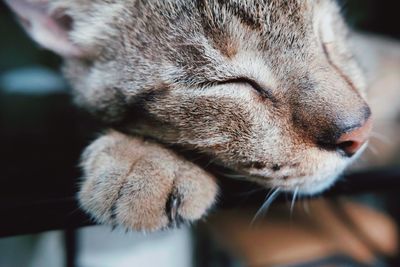 Close-up of a cat