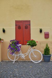 Potted plants against wall and house