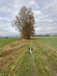 Dog on field