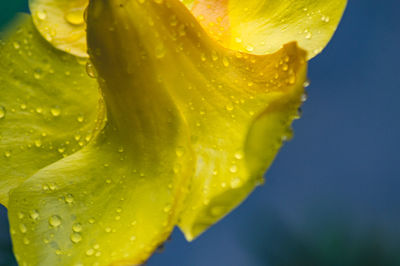 Close-up of wet yellow leaf