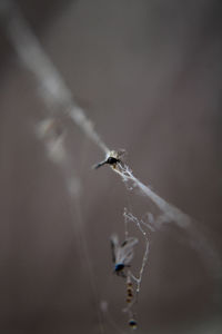 Close-up of spider web against blurred background