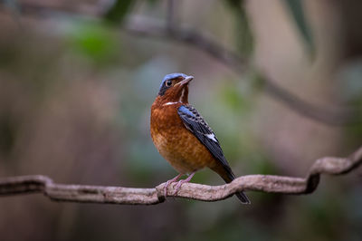 Close-up of bird perching on branch.