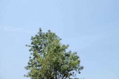 Low angle view of tree against clear sky