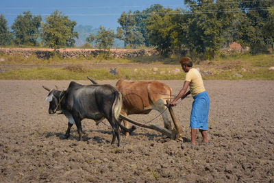 Full length of man with horses on land