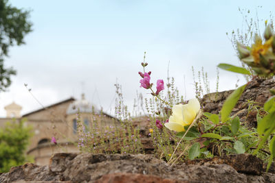 Close-up of flowering plants against sky