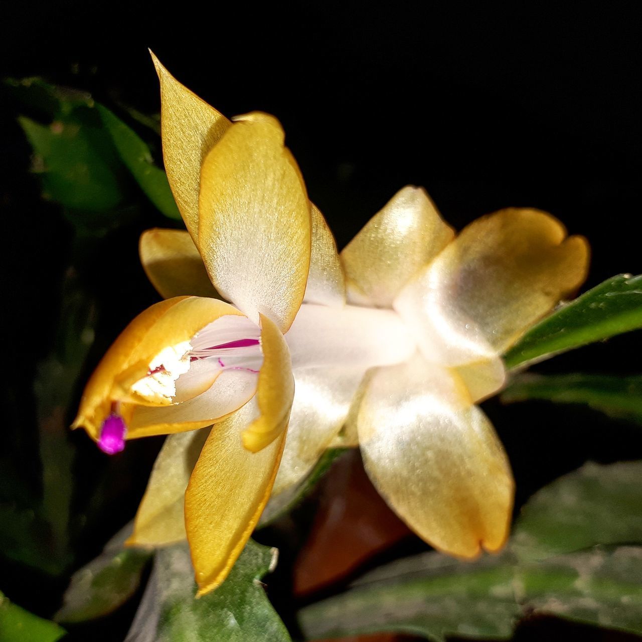 CLOSE-UP OF ORCHIDS IN WATER