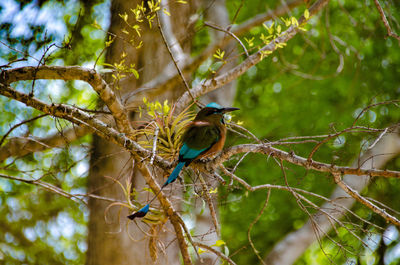 Low angle view of bird perching on tree