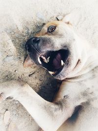 Close-up of dog lying down