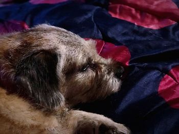 Close-up of dog sleeping on bed