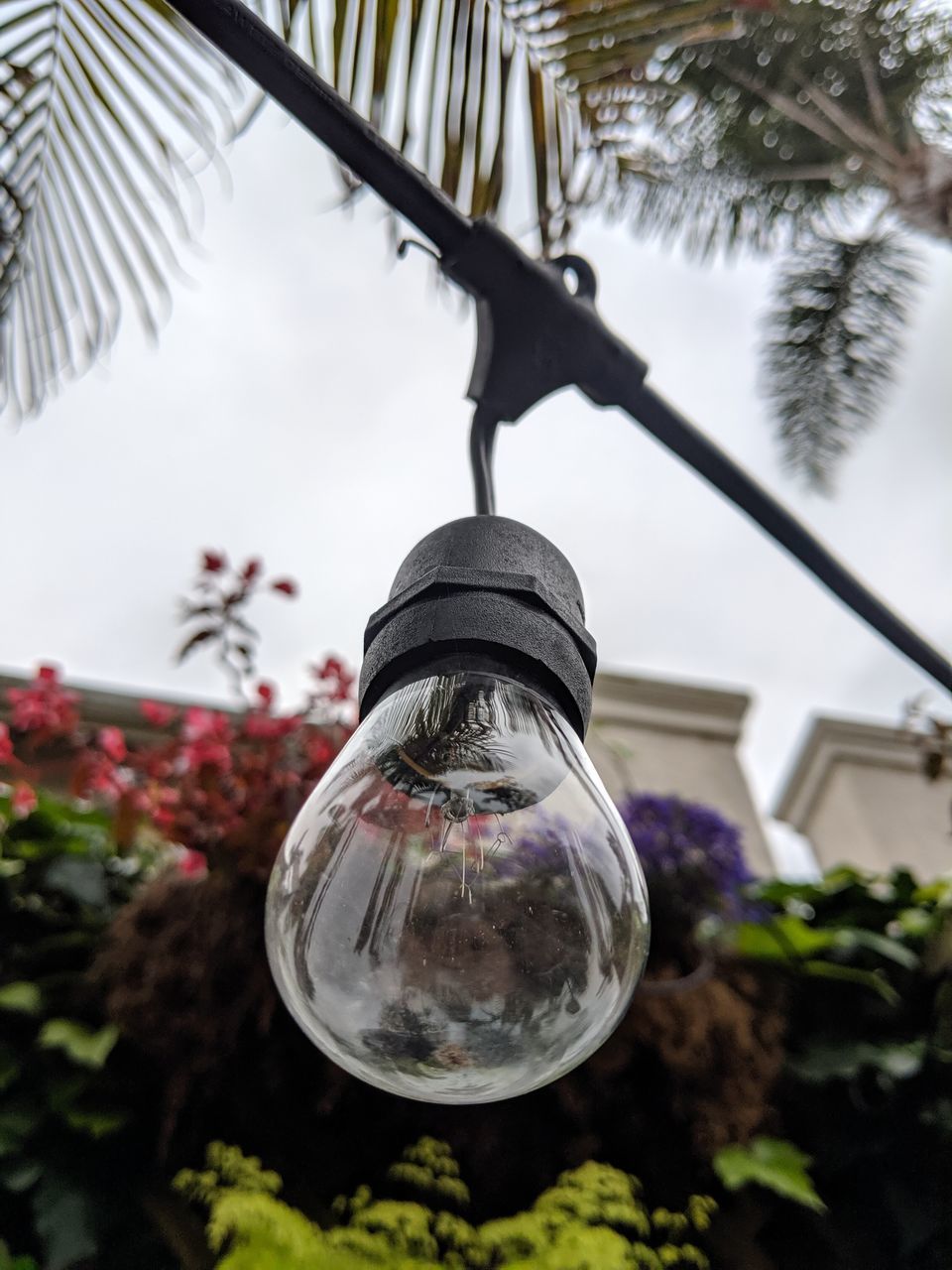 CLOSE-UP OF LIGHT BULB HANGING ON TREE
