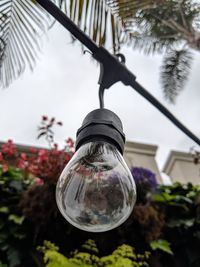 Low angle view of light bulb hanging on tree