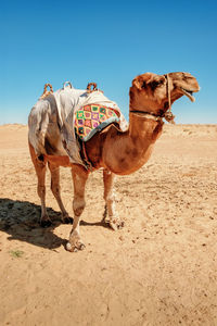 Camels walking on sand at desert against sky