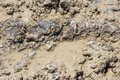 High angle view of lizard on the beach