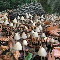 Close-up of mushrooms