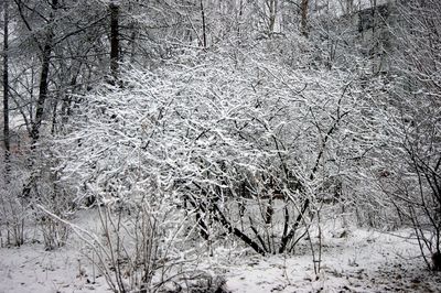 Close-up of tree during winter