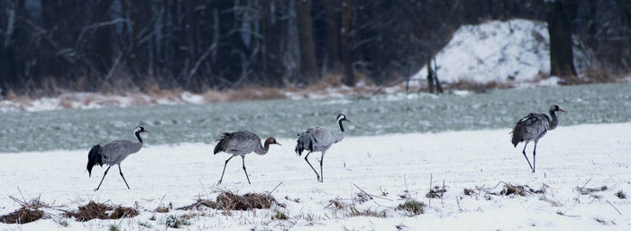 Flock of birds on snow covered land