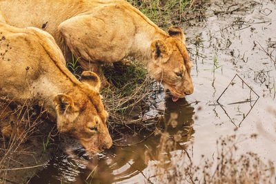 Lioness drinking water