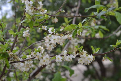 Close-up of cherry blossoms in spring