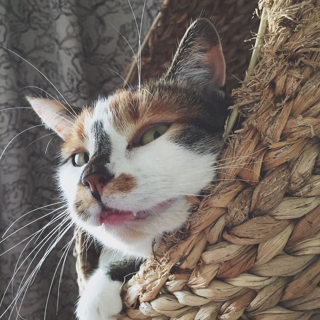 CLOSE-UP PORTRAIT OF CAT IN INDOORS