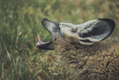 Close-up of fox yawning