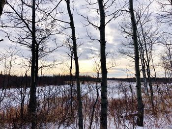 Bare trees in lake against sky during sunset