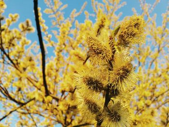 Low angle view of flowers blooming on tree