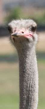 Close-up portrait of ostrich