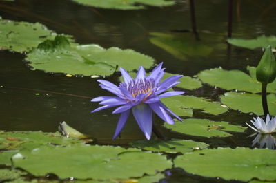 Lotus water lily in lake