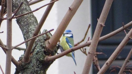 Low angle view of bird perching on tree