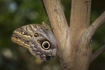 Close-up of lizard on tree trunk