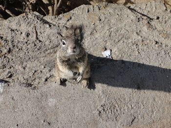 Close-up of squirrel