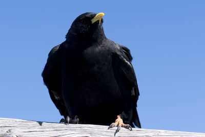 Close-up of bird perching against clear blue sky