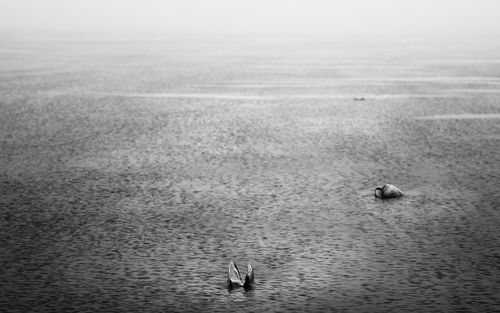 View of birds swimming in sea