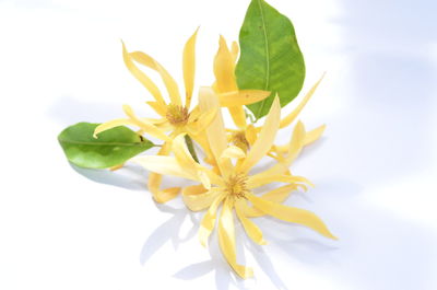 Close-up of yellow flowering plant against white background