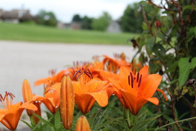 Close-up of orange flowering plants on field