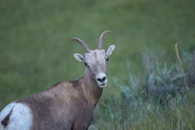 Close-up of deer on grassy field