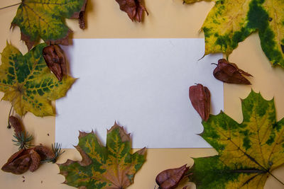 High angle view of maple leaves on table