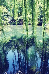 Reflection of trees in lake