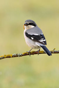 Close-up of bird perching on branch