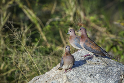 Close-up of birds perching on rock