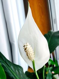 Close-up of white flower